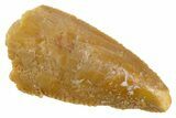 Serrated Raptor Premaxillary Tooth - Real Dinosaur Tooth #305516-1